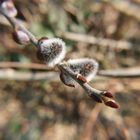 Der Frühling kommt