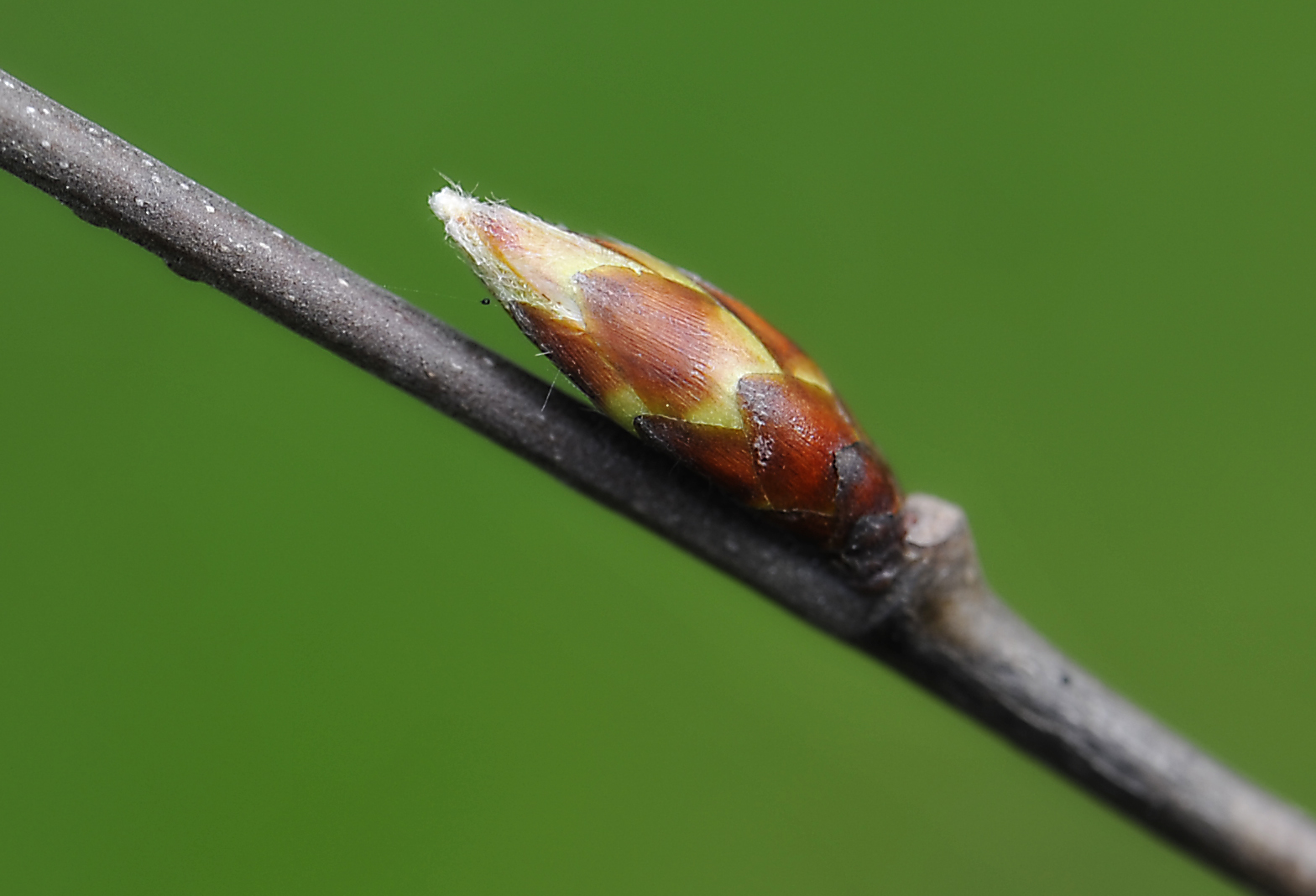 Der Frühling kommt