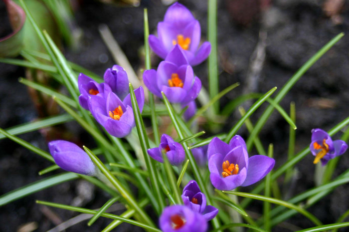 der Frühling kommt :-))