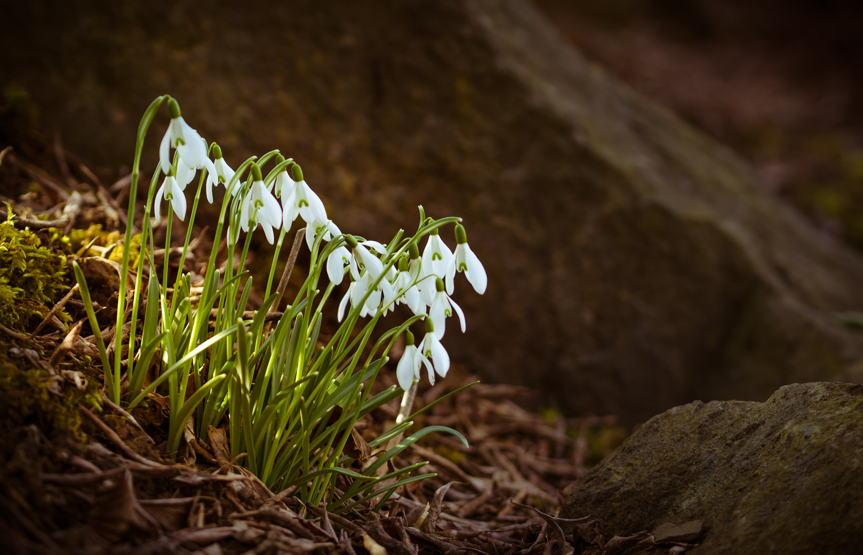 "Der Frühling kommt"