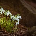 "Der Frühling kommt"