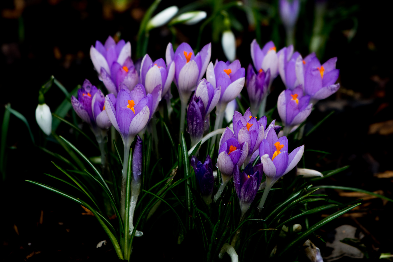 der Frühling kommt