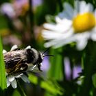 Der Frühling kommt