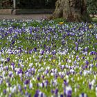 der Frühling kommt