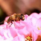 Der Frühling kommt - 1´te Macros