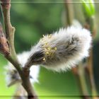 Der Frühling kommt 2