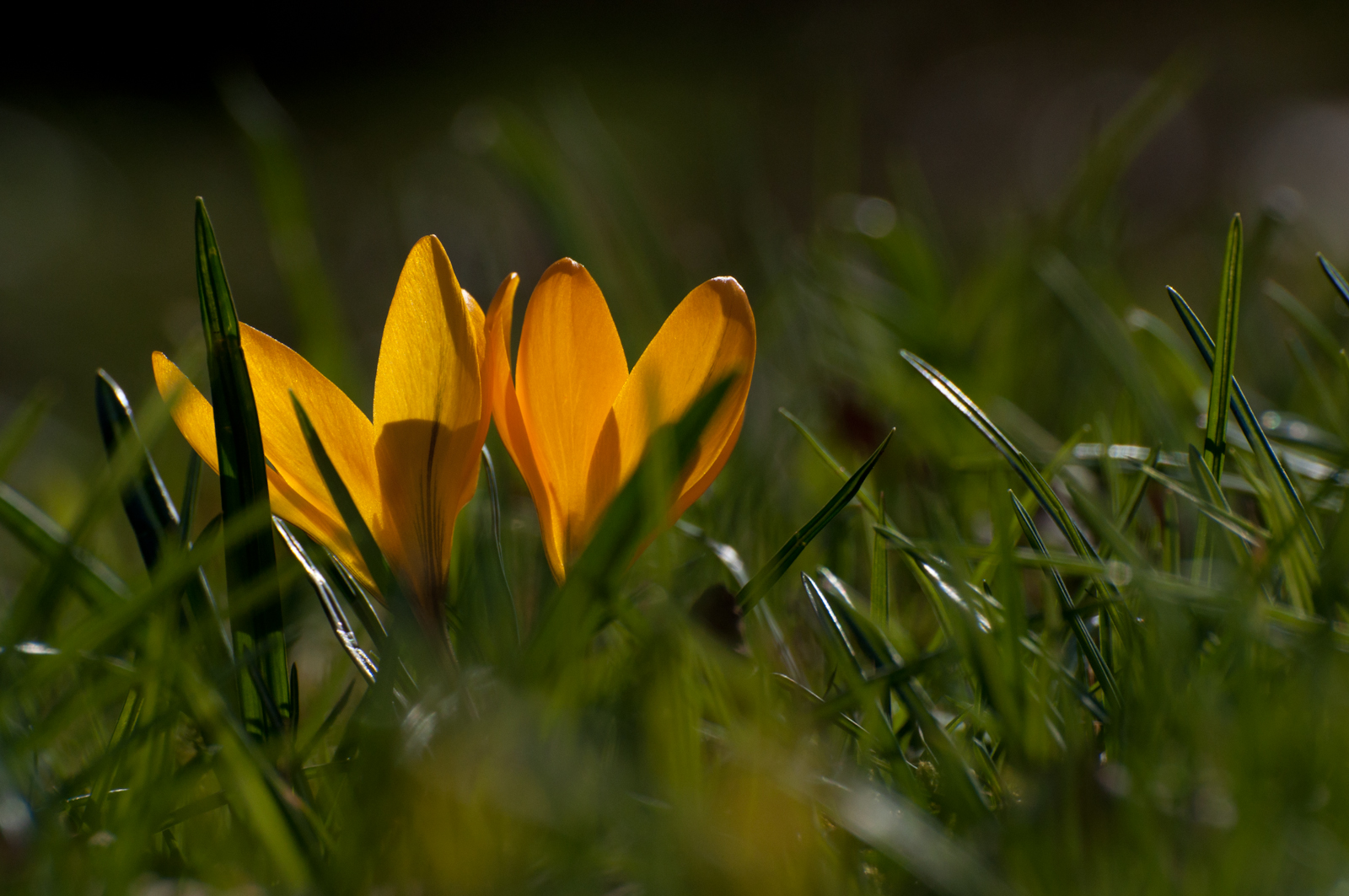 der Frühling kommt.. 2