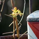 Der Frühling kommt 2