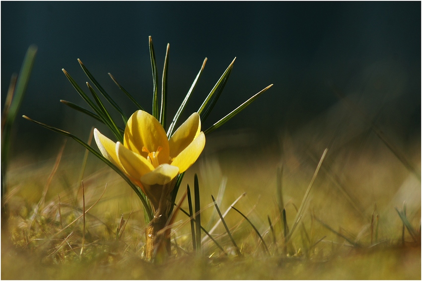 Der Frühling kommt .... (2)