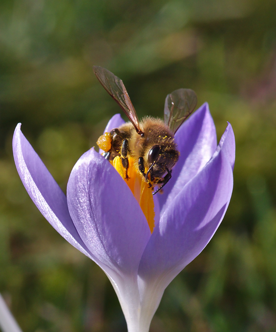 Der Frühling kommt! 2