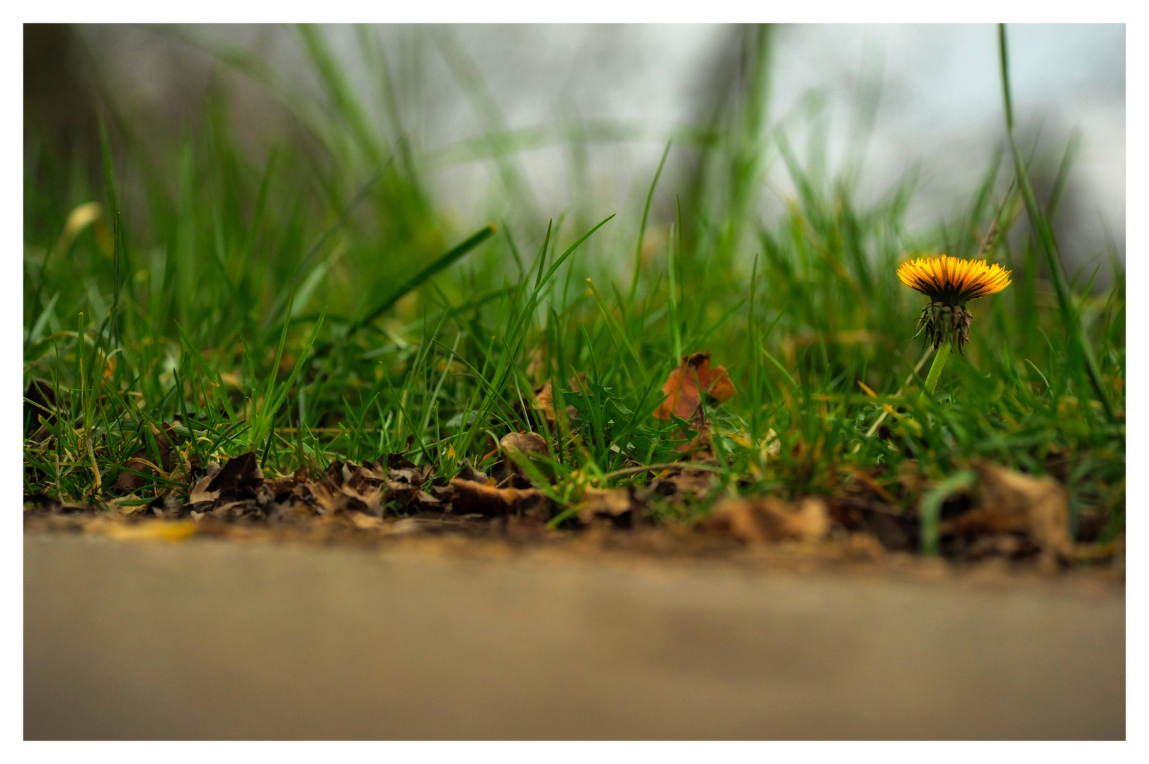 Der Frühling kommt 2