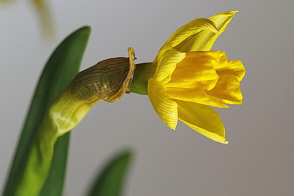 der Frühling kommt..... 2 (die Blume verabschiedet sich schon bald wieder)