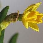 der Frühling kommt..... 2 (die Blume verabschiedet sich schon bald wieder)