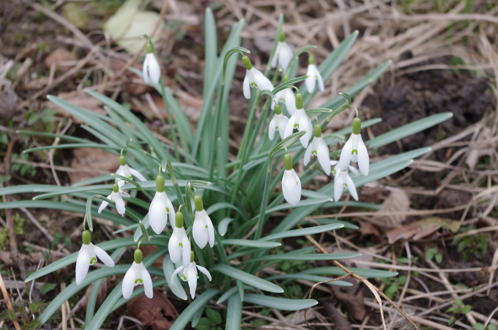 Der frühling kommt 2