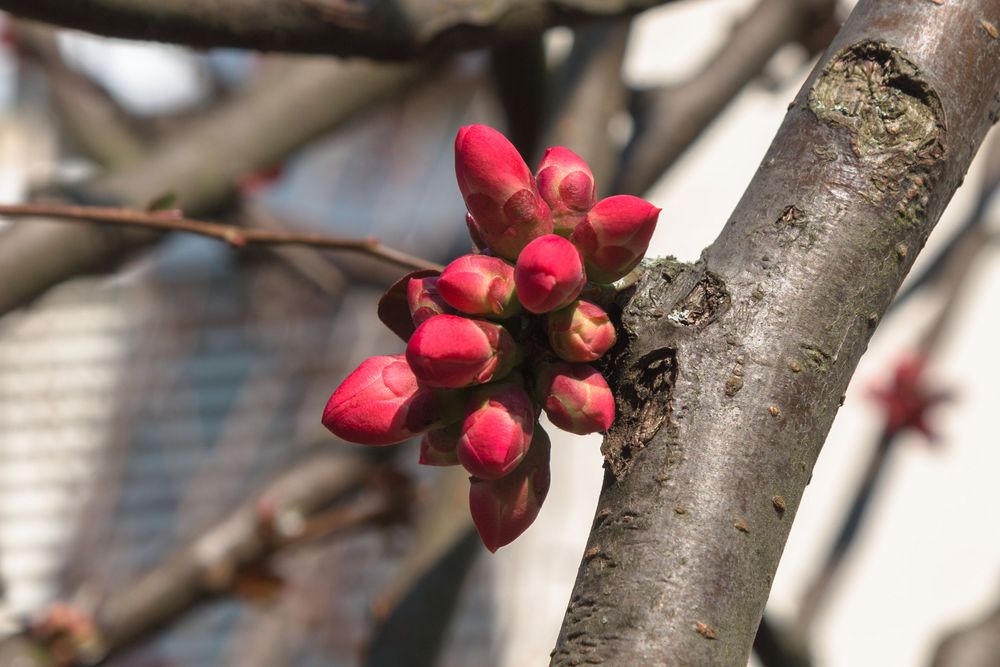 Der Frühling kommt ..... / 2