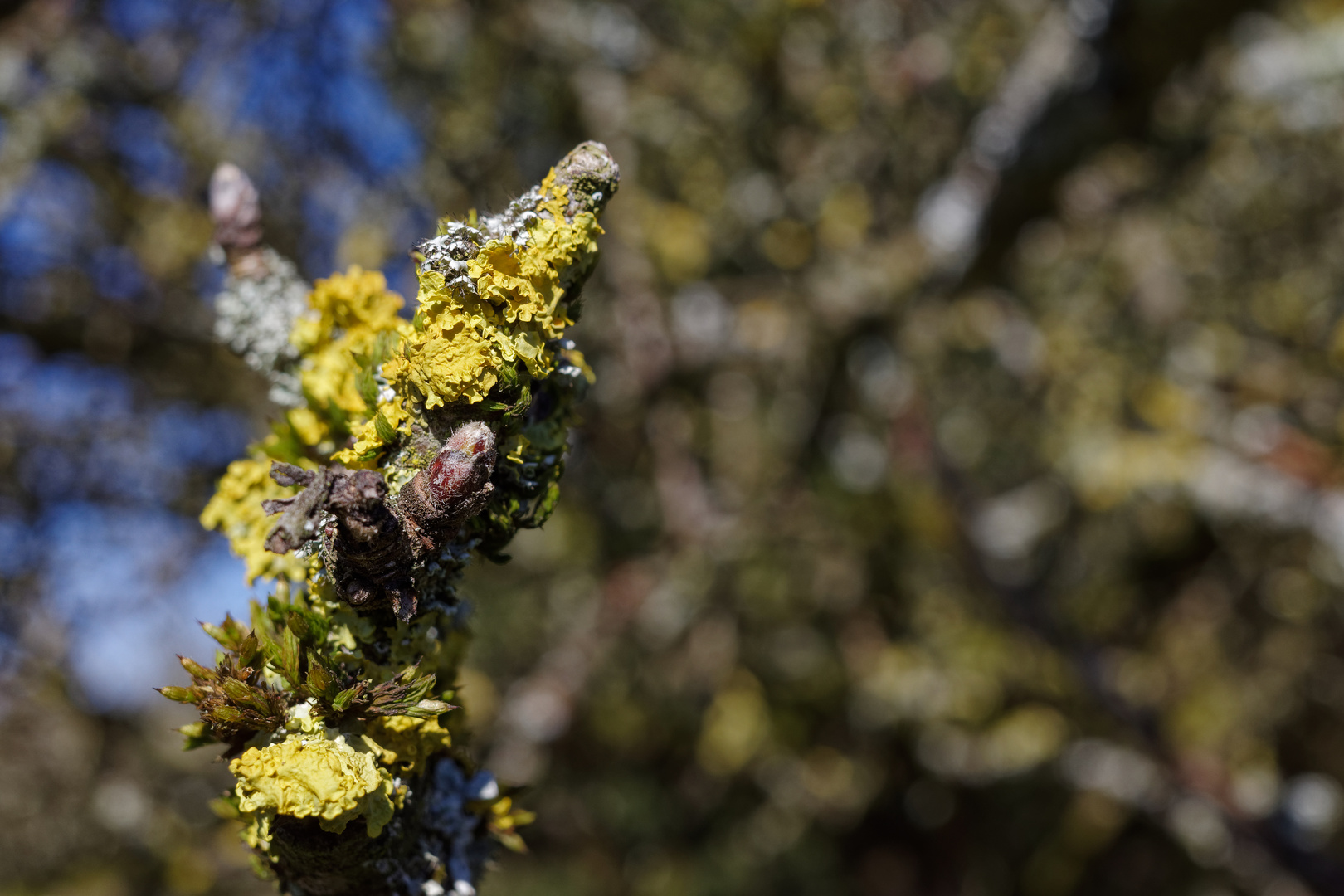 Der Frühling kommt  (2)