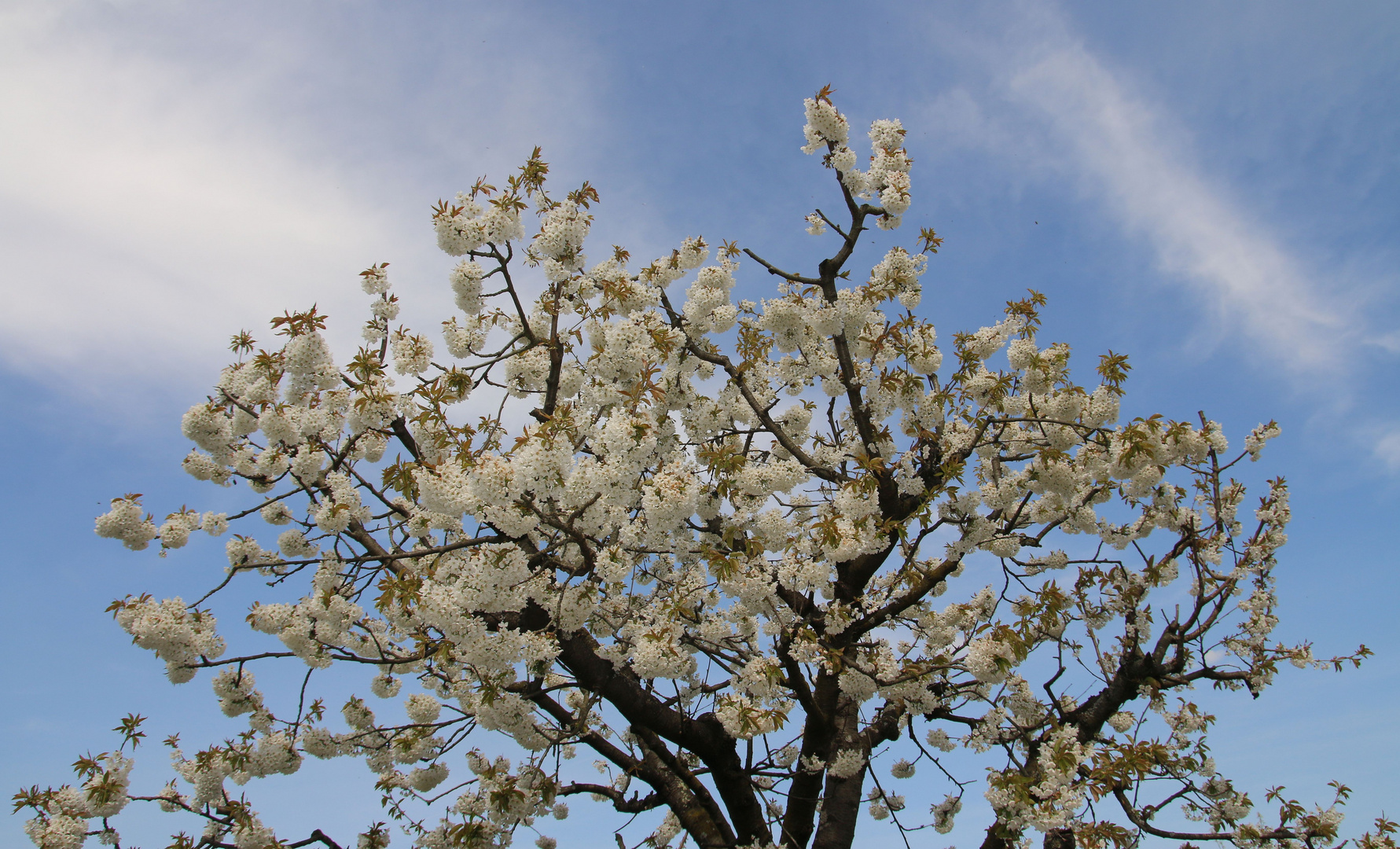 Der Frühling kommt - 2022