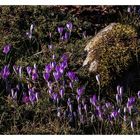 Der Frühling kommt