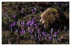 Der Frühling kommt