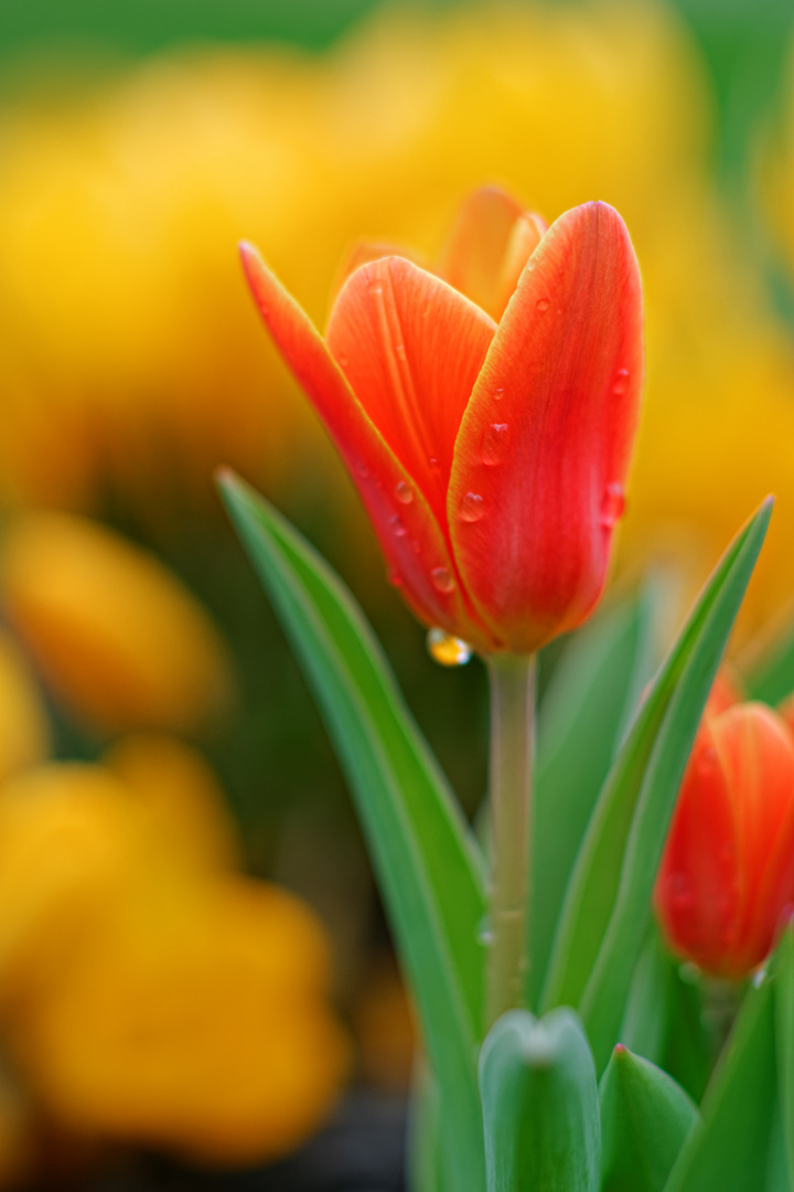 Der Frühling kommt