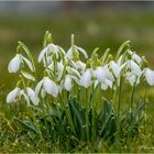 Der Frühling kommt !!!