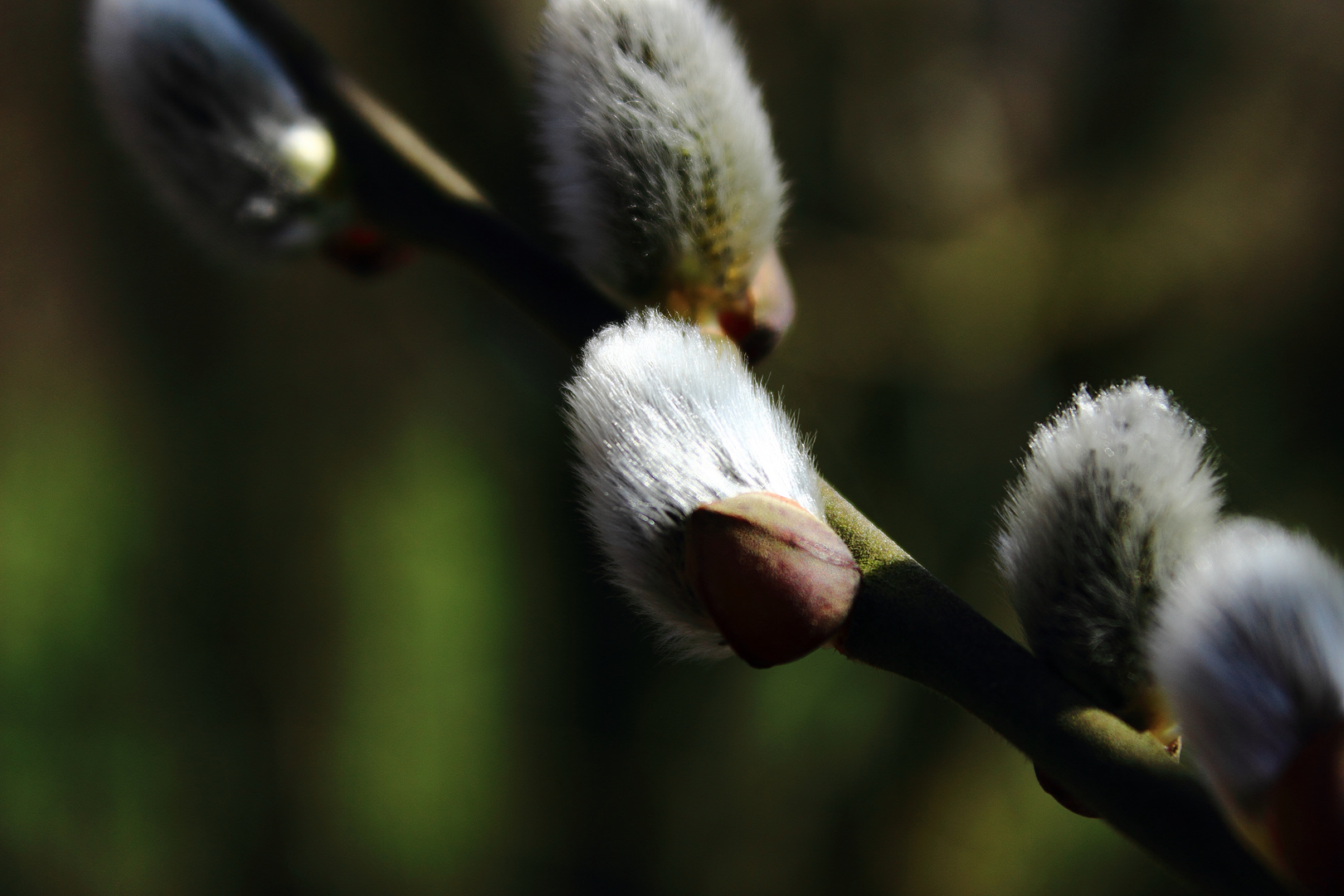 Der Frühling kommt.....