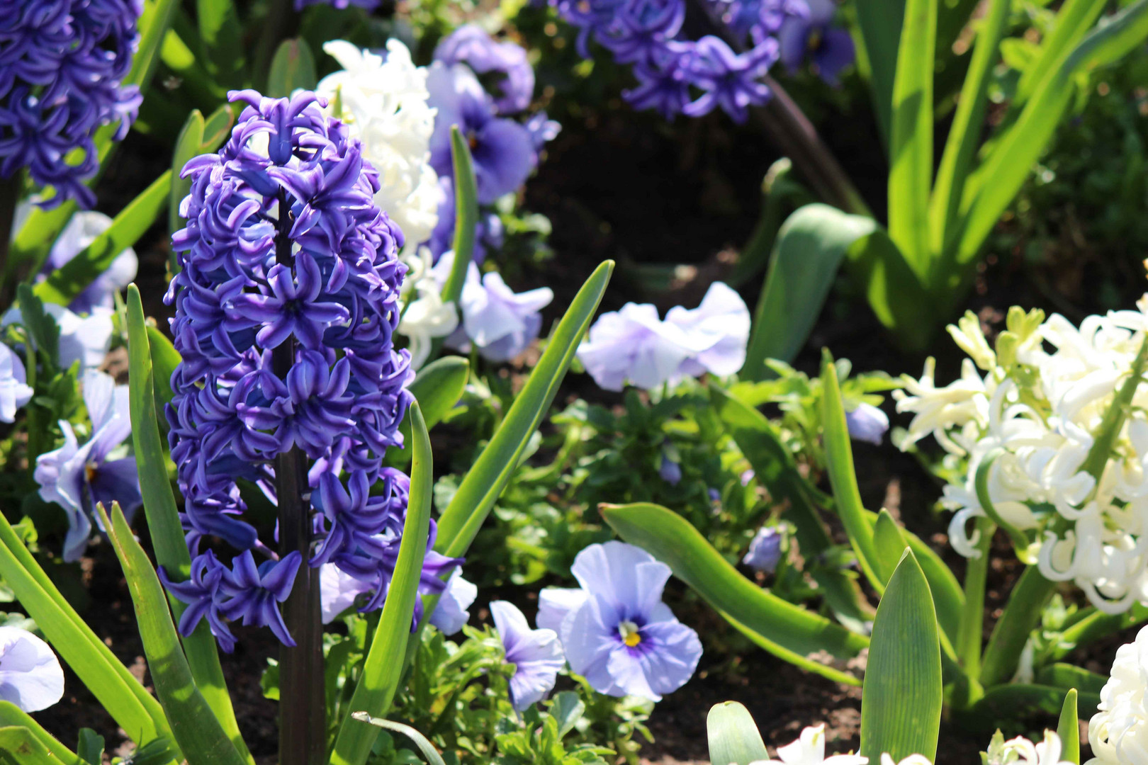 Der Frühling kommt