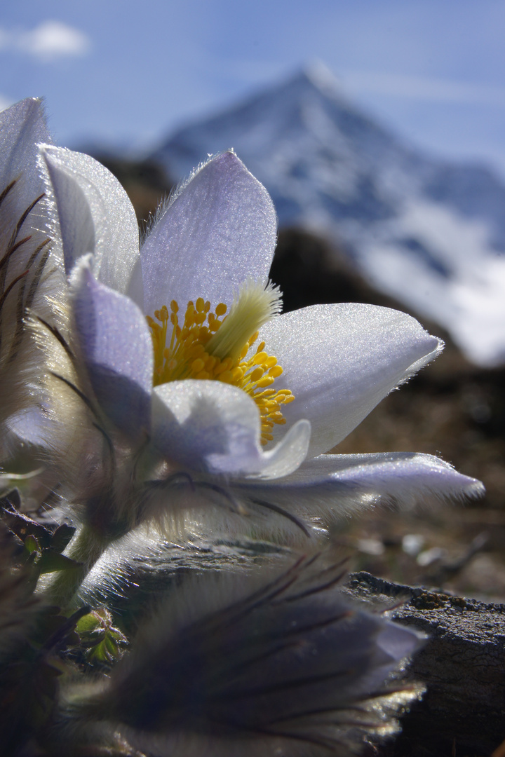 Der Frühling kommt...