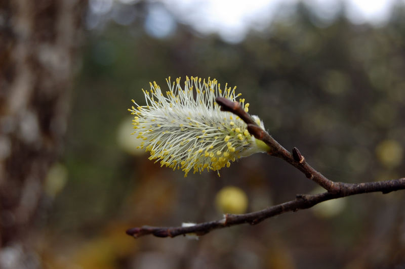 Der Frühling kommt...