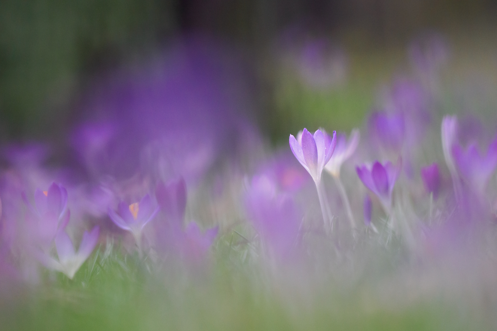 Der Frühling kommt..