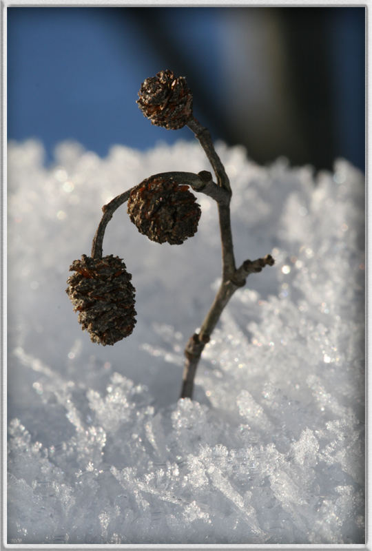 Der Frühling kommt ...