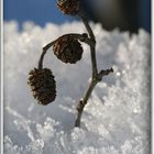 Der Frühling kommt ...