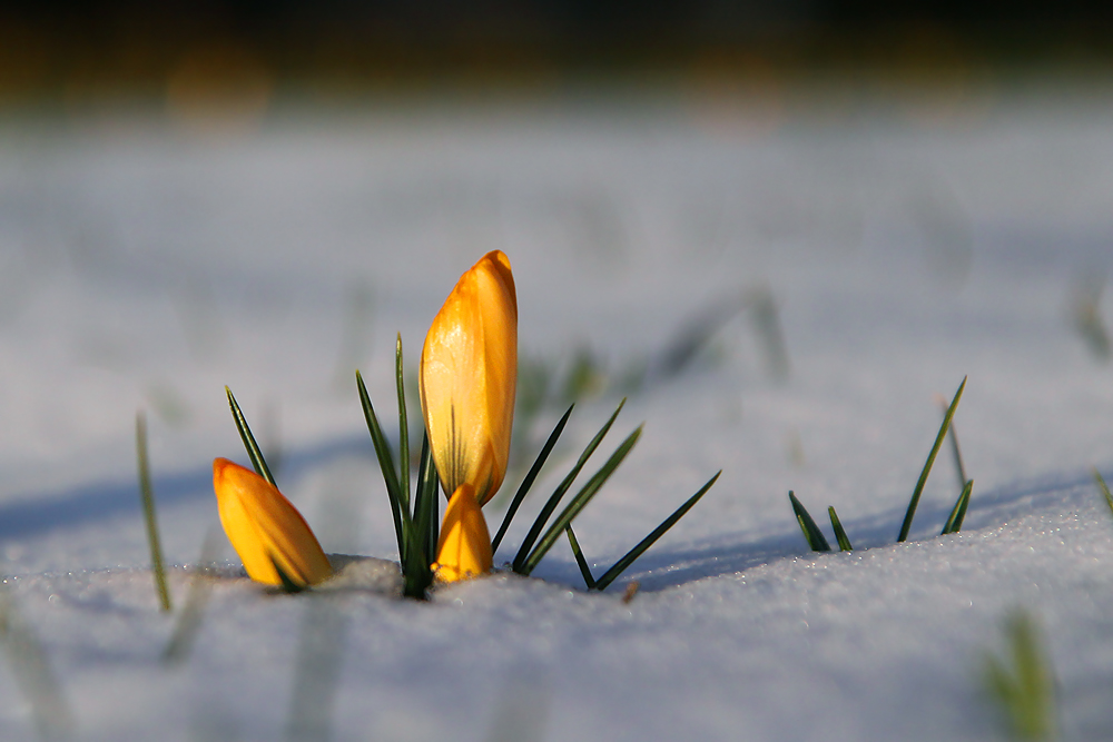 Der Frühling kommt