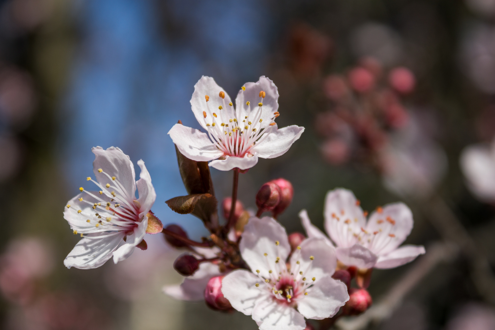 der Frühling kommt