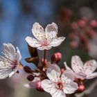 der Frühling kommt