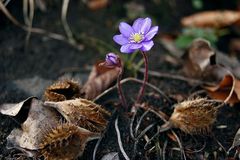 Der Frühling kommt