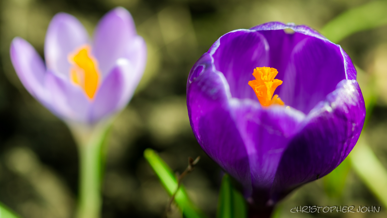 Der Frühling kommt