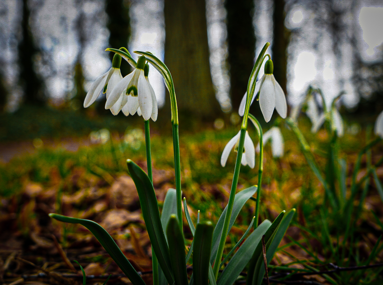 Der Frühling kommt 