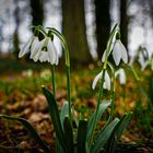 Der Frühling kommt 