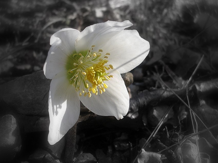 der Frühling kommt