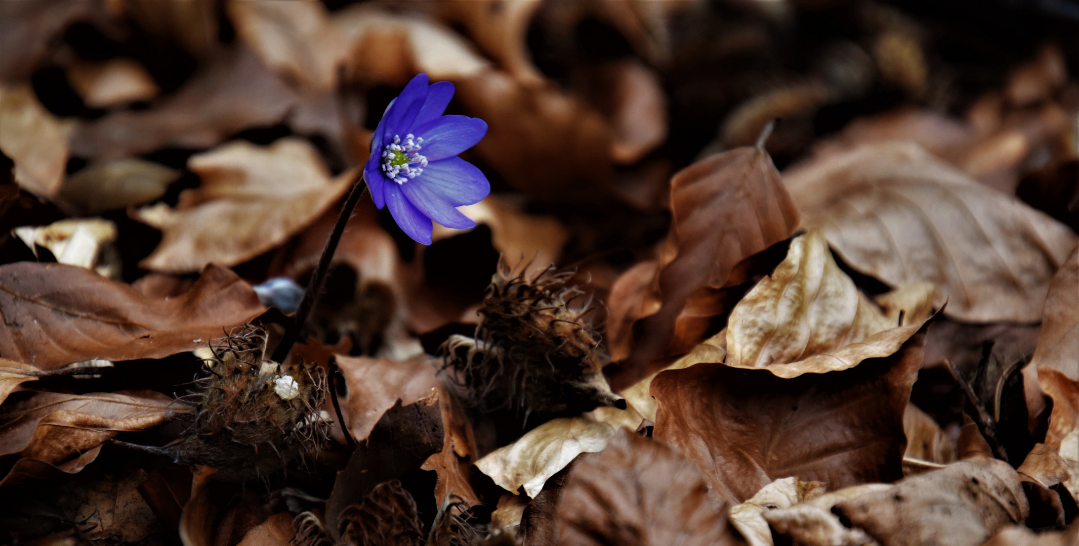 Der Frühling Kommt