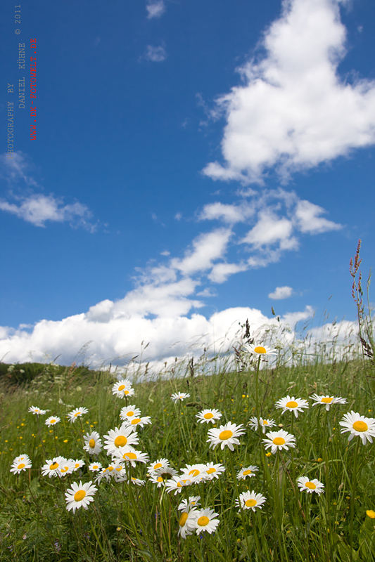 der Frühling kommt