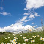 der Frühling kommt