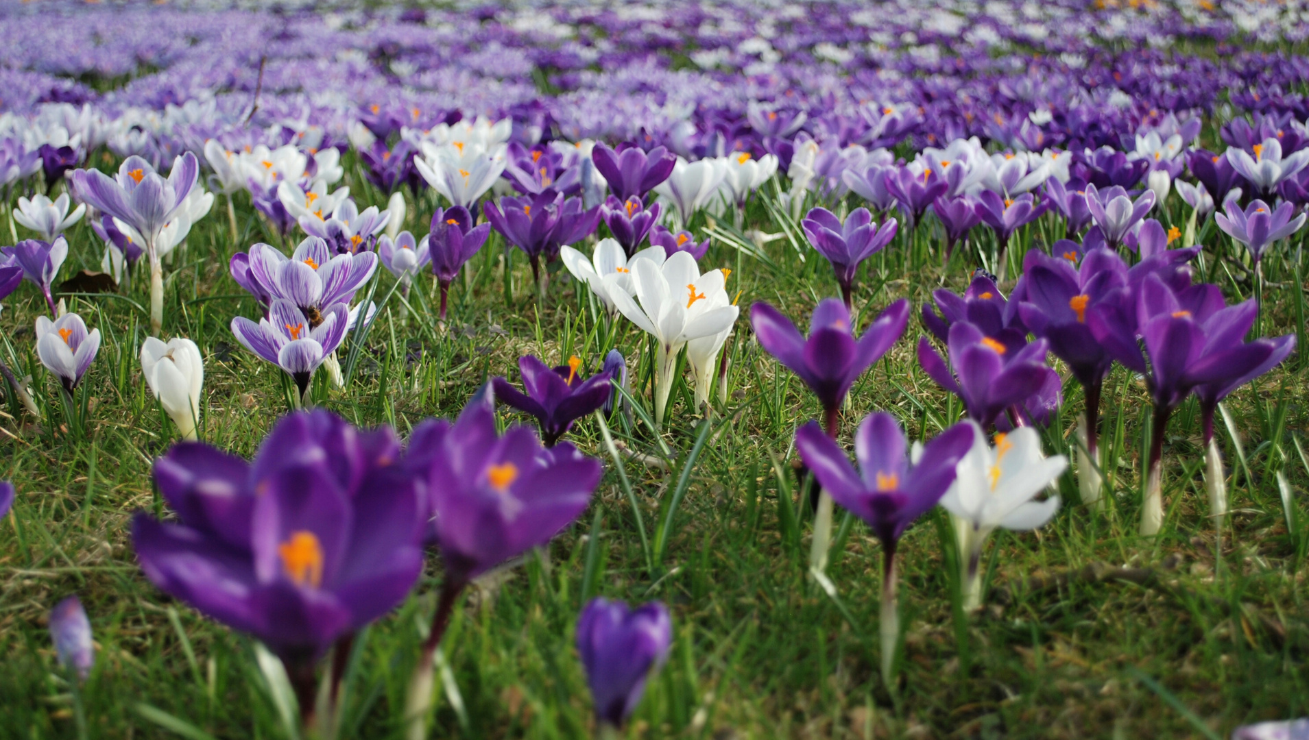 der Frühling kommt