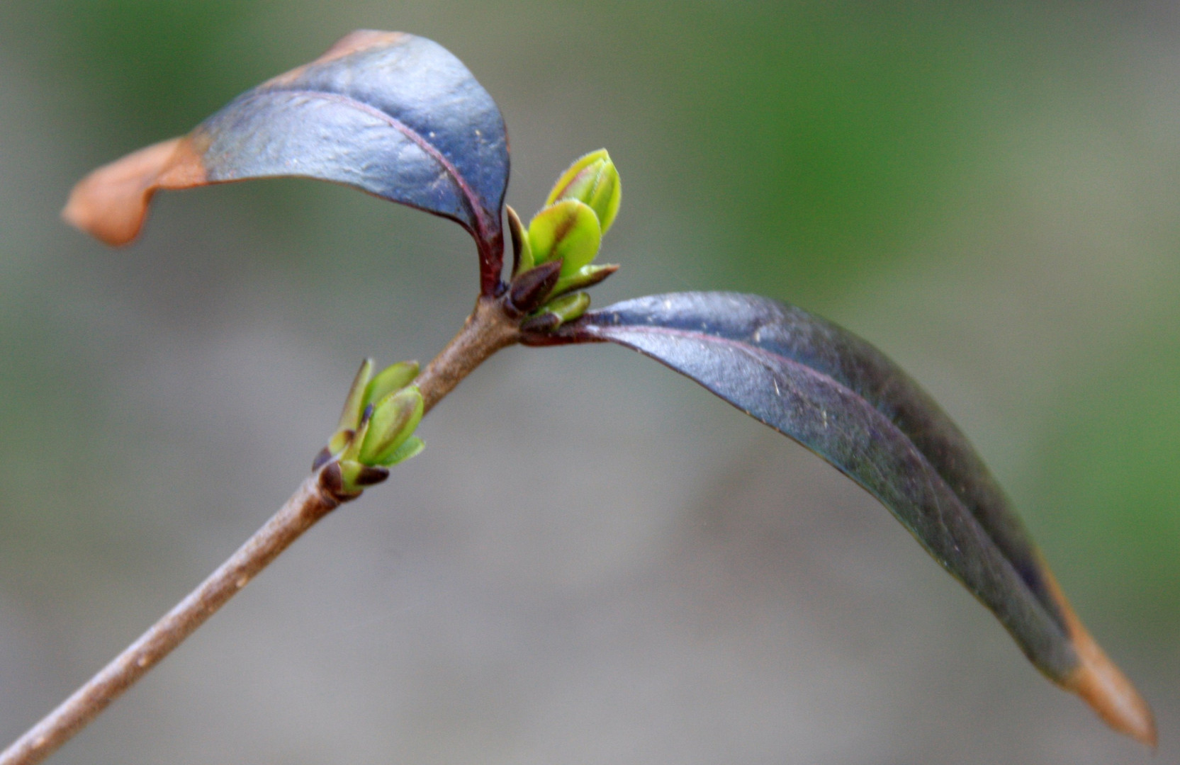 Der Frühling kommt.