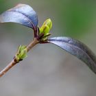 Der Frühling kommt.