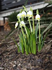 Der Frühling kommt !