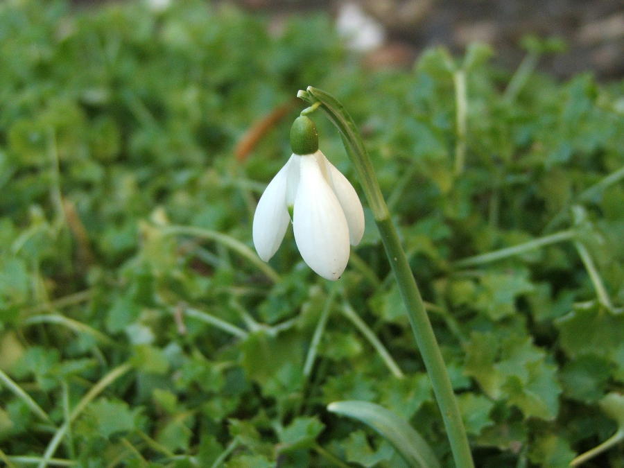 Der Frühling kommt.