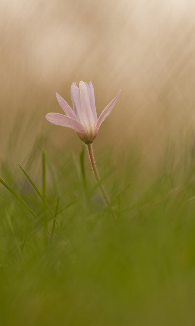 Der Frühling kommt