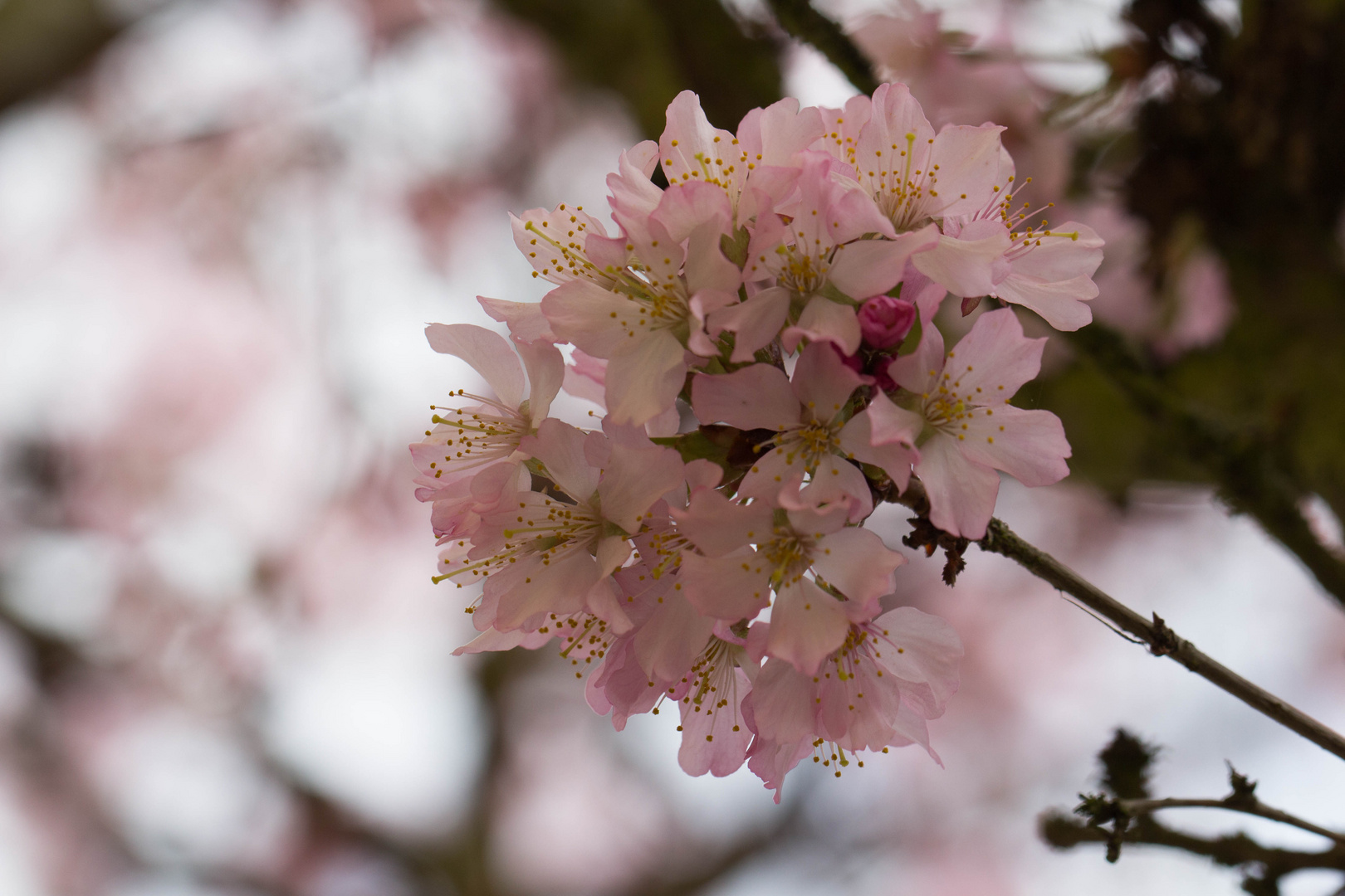 Der Frühling kommt 